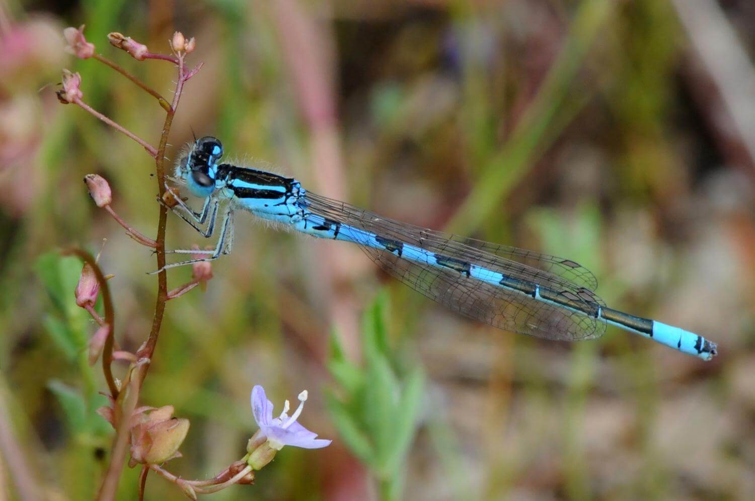 Male Dainty Damselfly by John Reinecke